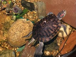 Пансионат для пожилых на Ильинском шоссе (Фото 2)