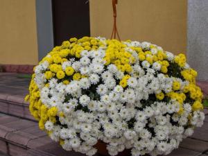 Пансионат для пожилых «Гармония жизни» (Фото 3)