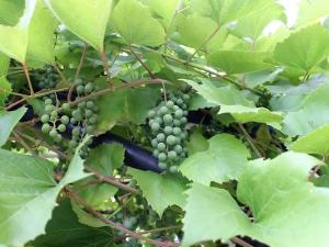 Пансионат для пожилых «Озерский» (Фото 3)