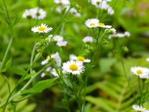 Пансионат в Губкино для пожилых (Фото 4)