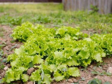 Пансионат для пожилых и престарелых Мытищи (деревня Ульянково) (Фото 4)